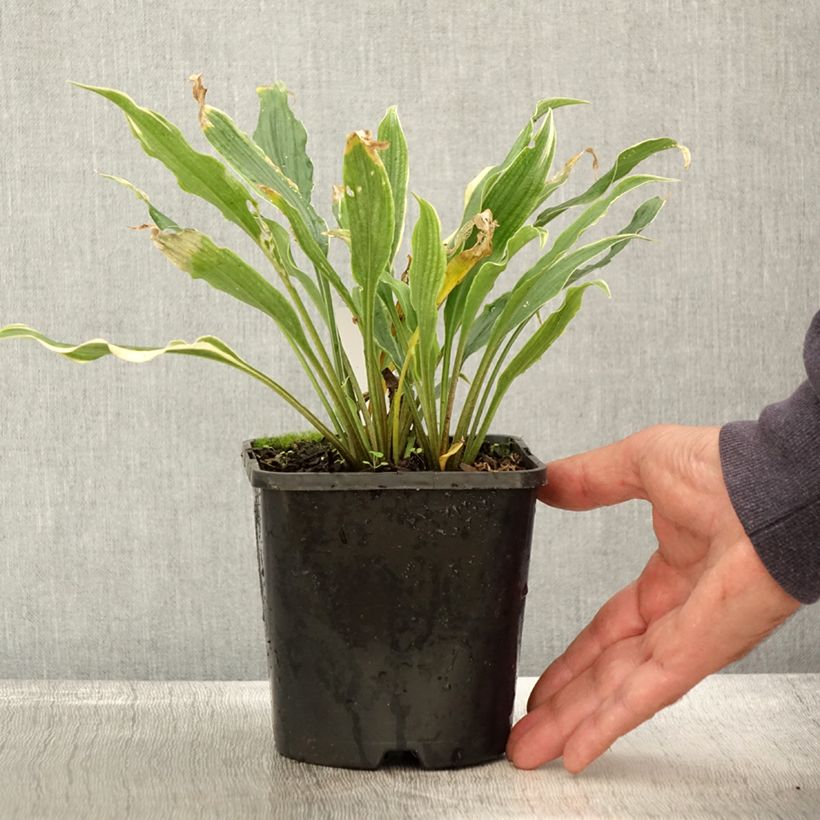 Ejemplar de Hosta Electrocution Maceta 1,5L/2L entregado en otoño