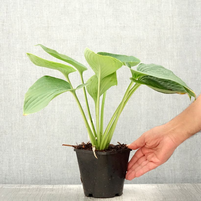 Ejemplar de Hosta Empress Wu Maceta 1,5L/2L entregado en verano