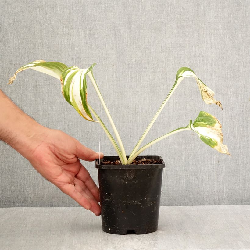 Ejemplar de Hosta Enterprise Maceta 1,5L/2L entregado en otoño