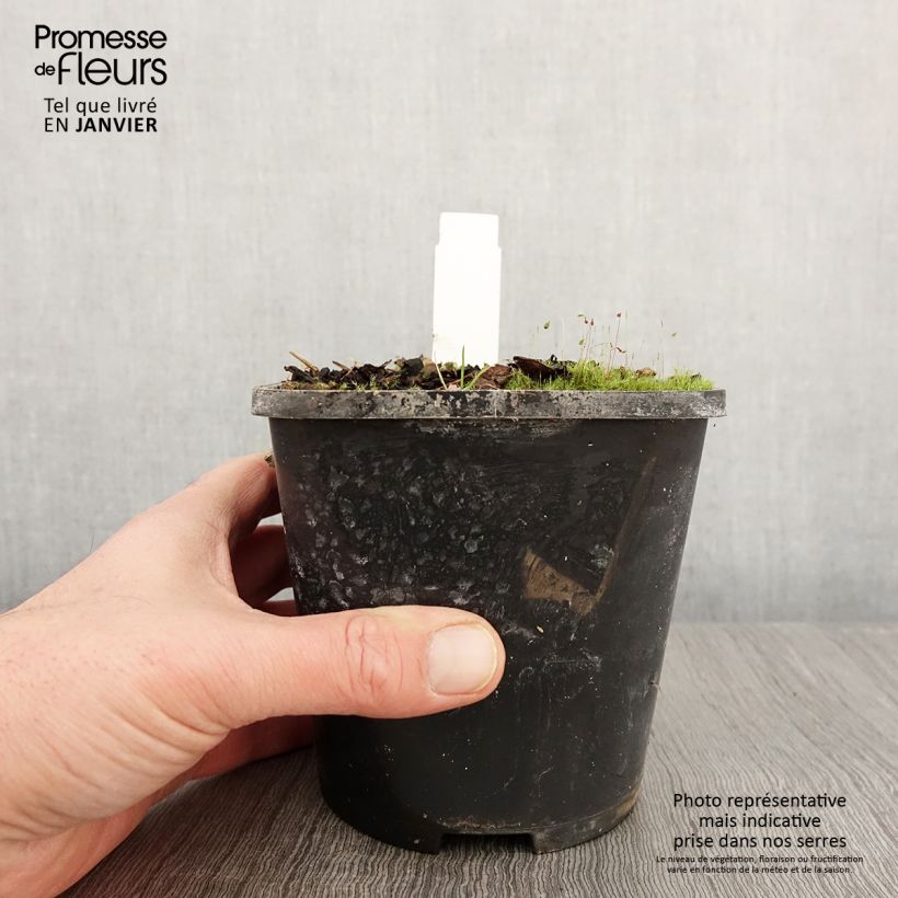 Hosta Eye Catcher Maceta 1,5L/2L Ejemplar entregado en invierno