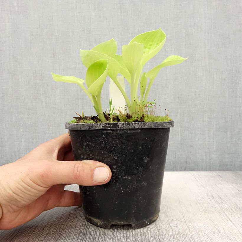 Hosta Eye Catcher Maceta 1,5L/2L Ejemplar entregado en la primavera