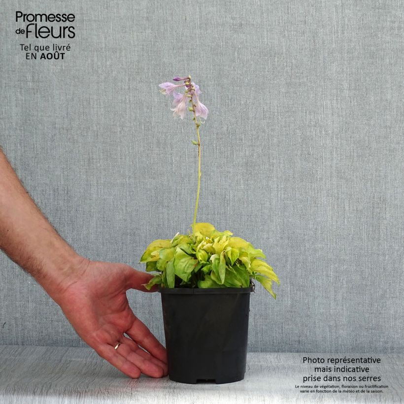 Ejemplar de Hosta Faithfull Heart Maceta 1,5L/2L entregado en verano