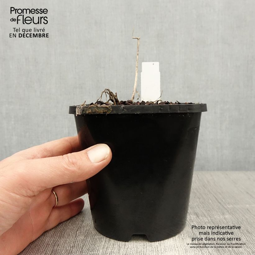 Hosta Faithfull Heart Maceta 1,5L/2L Ejemplar entregado en invierno