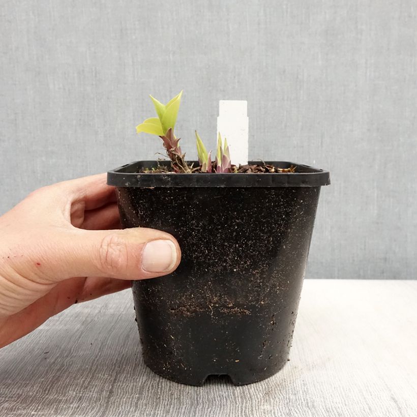 Hosta Faithfull Heart Maceta 1,5L/2L Ejemplar entregado en la primavera