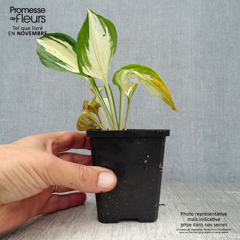 Ejemplar de Hosta Fire and Ice Maceta de 8/9 cm entregado en otoño