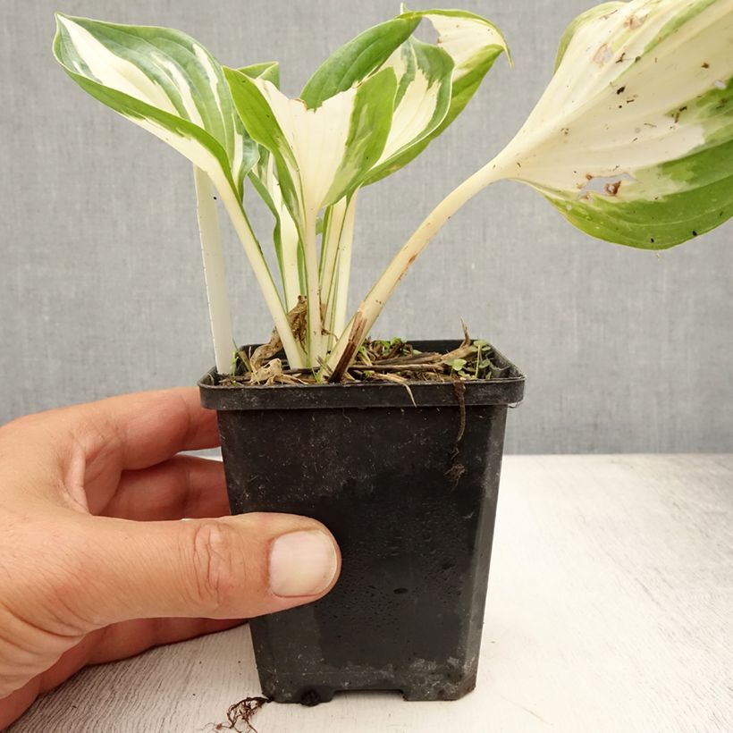 Ejemplar de Hosta Fire and Ice Maceta de 8/9 cm entregado en verano