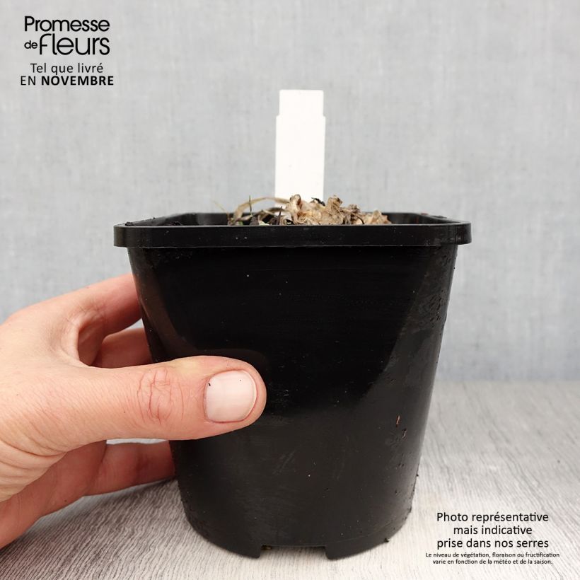 Ejemplar de Hosta Fire and Ice Maceta 1,5L/2L entregado en otoño