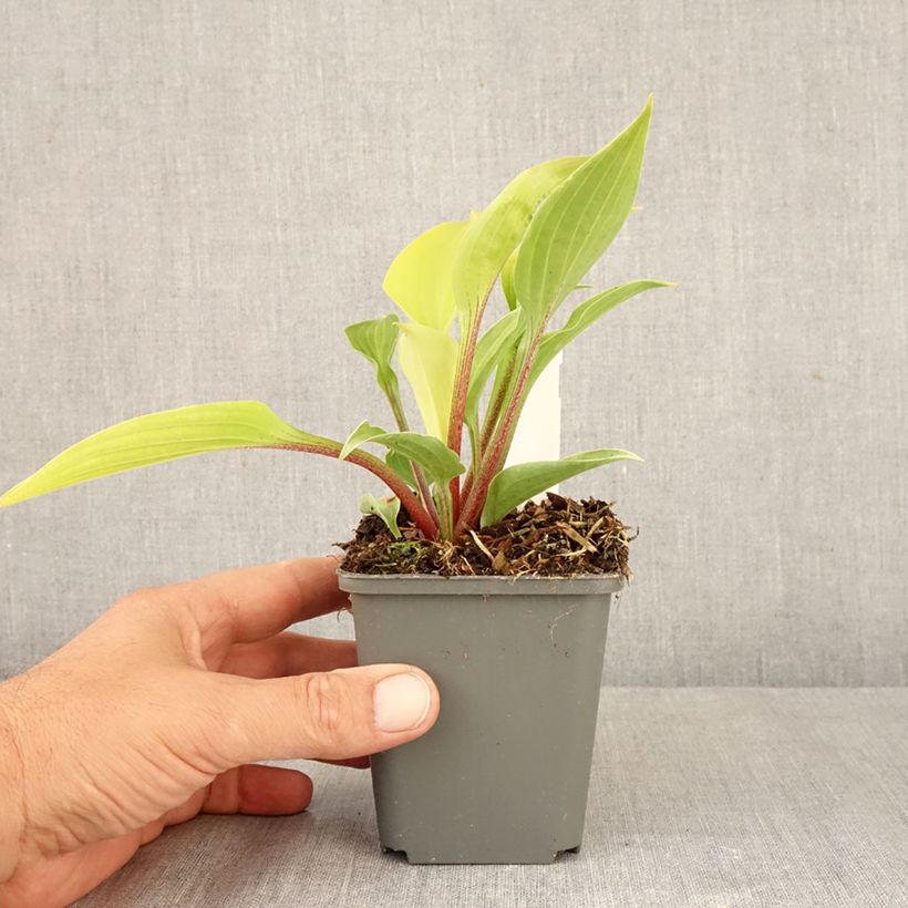 Ejemplar de Hosta fire Island Maceta de 8/9 cm entregado en otoño