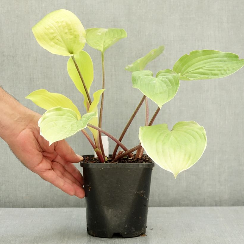 Ejemplar de Hosta fire Island Maceta 2L/3L entregado en verano