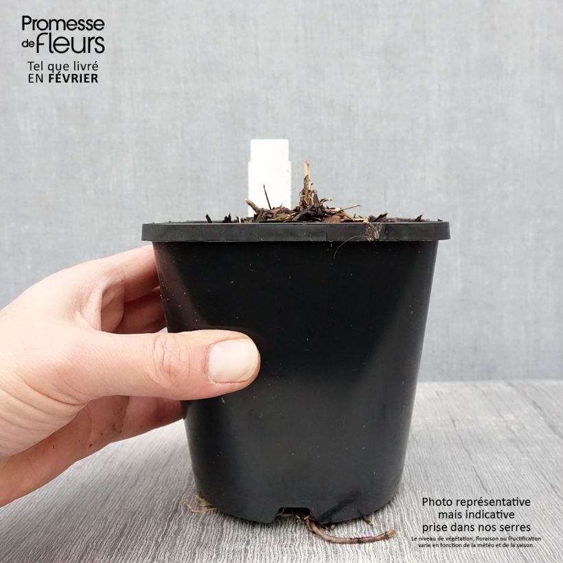 Hosta First Blush Maceta 1,5L/2L Ejemplar entregado en invierno