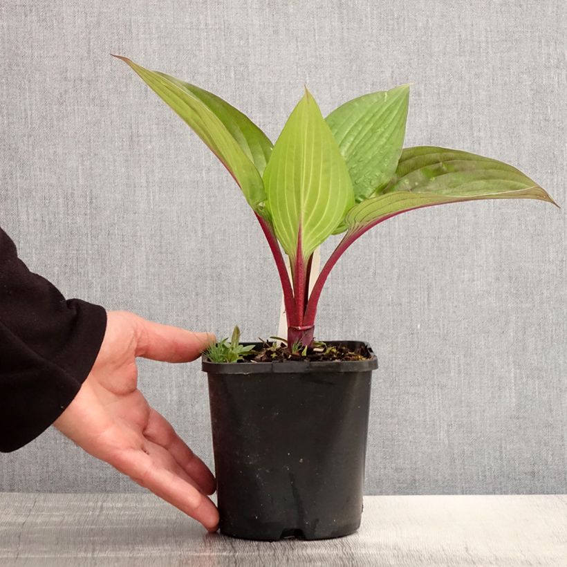 Hosta First Blush Maceta 1,5L/2L Ejemplar entregado en la primavera