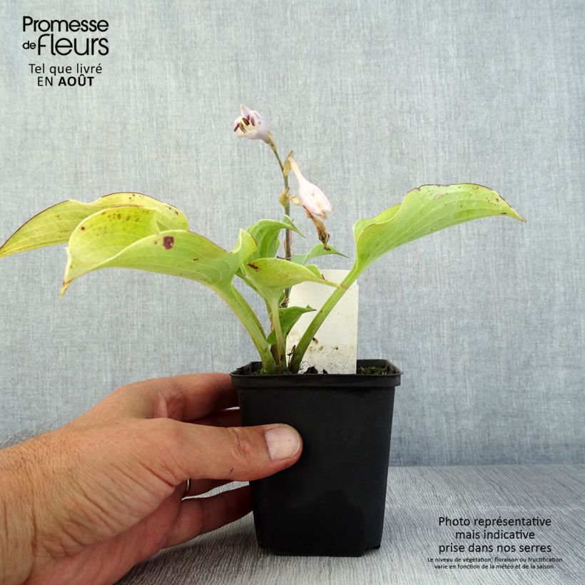 Ejemplar de Hosta Flemish Sky Maceta de 8/9 cm entregado en verano
