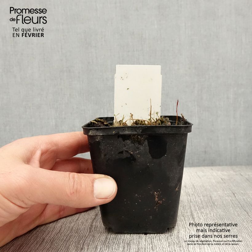 Hosta Flemish Sky Maceta de 8/9 cm Ejemplar entregado en invierno