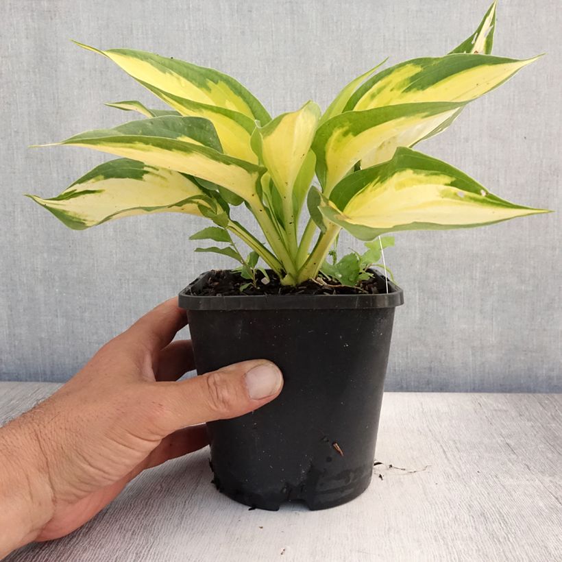 Ejemplar de Hosta Forbidden Fruit Maceta 1,5L/2L entregado en verano