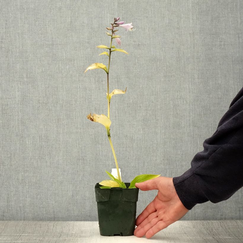 Ejemplar de Hosta fortunei Gold Standard Pot de 2L/3L entregado en verano