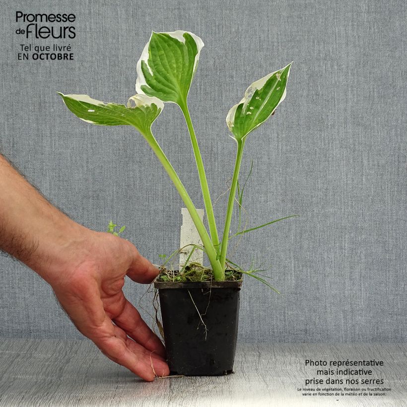 Ejemplar de Hosta fortunei Patriot Maceta de 8/9 cm entregado en otoño