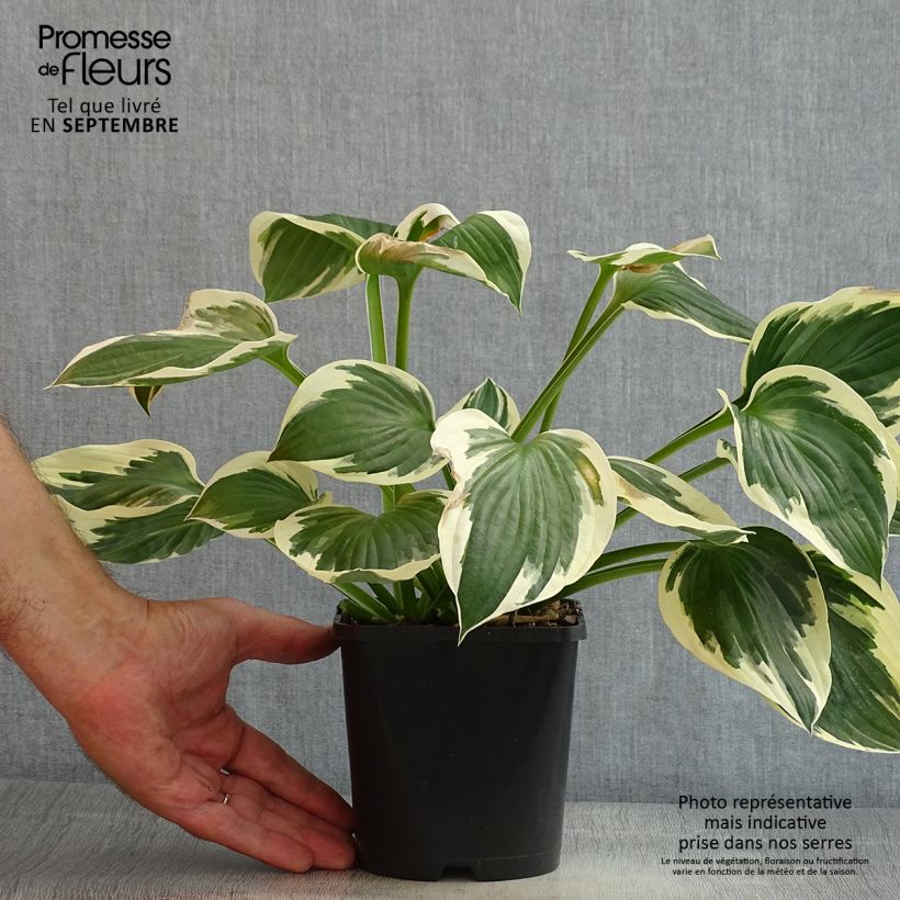 Ejemplar de Hosta fortunei Patriot Maceta 2L/3L entregado en verano