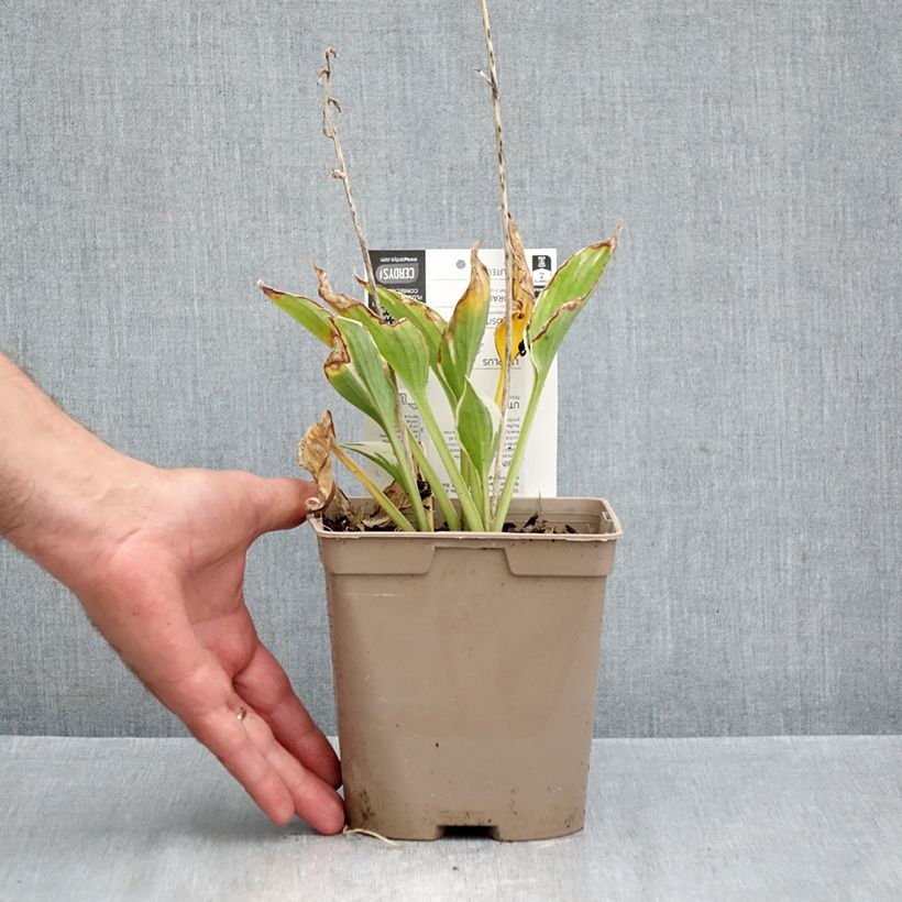 Ejemplar de Hosta fortunei Patriot Maceta 2L/3L entregado en otoño