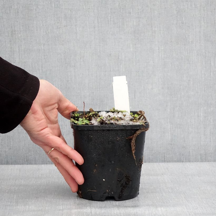 Hosta fortunei Twilight Maceta 1,5L/2L Ejemplar entregado en invierno