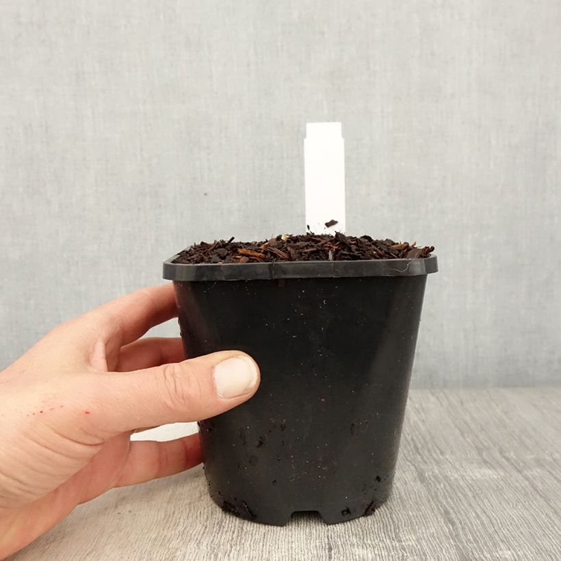 Hosta fortunei Twilight Maceta 1,5L/2L Ejemplar entregado en la primavera