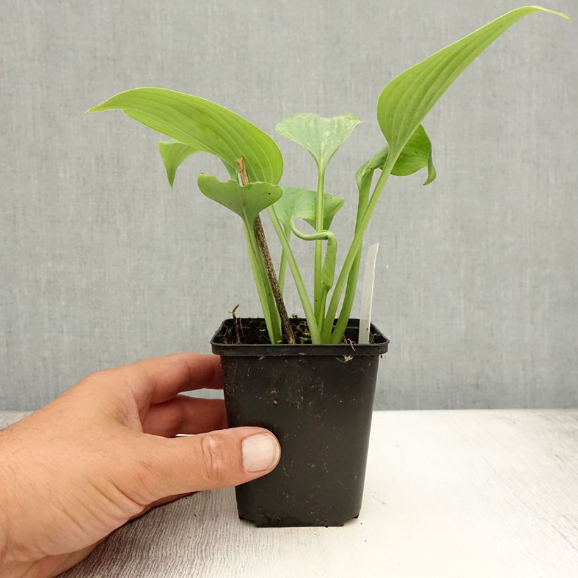 Ejemplar de Hosta Fragrant Blue Maceta de 8/9 cm entregado en verano