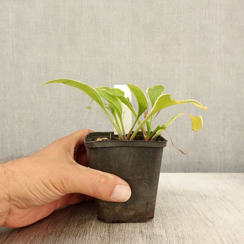 Ejemplar de Hosta Fragrant Fire Maceta de 8/9 cm entregado en otoño