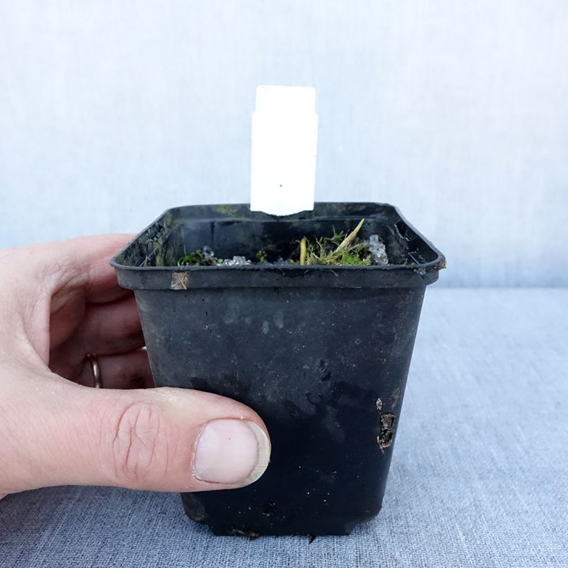 Hosta Fragrant Fire Maceta de 8/9 cm Ejemplar entregado en invierno