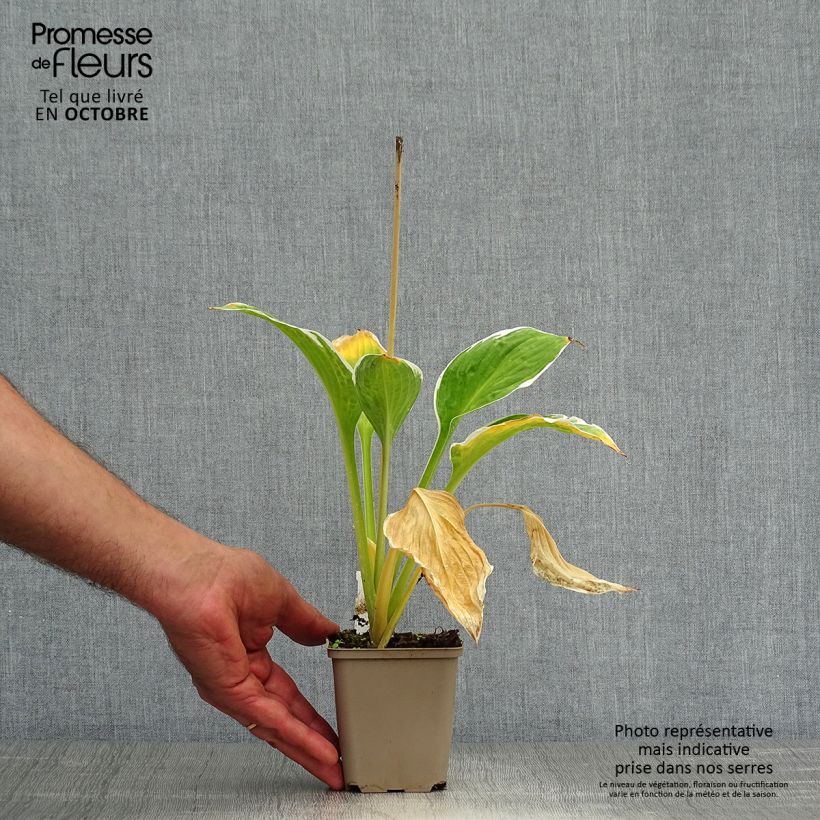 Ejemplar de Hosta fortunei Francee Maceta de 8/9 cm entregado en otoño