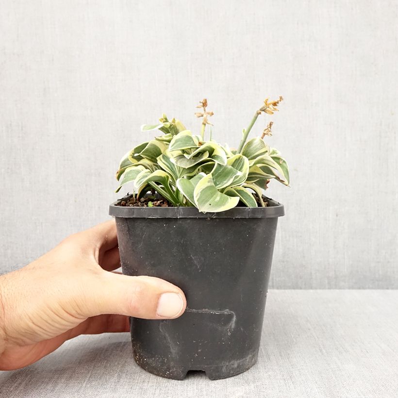 Ejemplar de Hosta Frosted Mouse Ears Maceta 1,5L/2L entregado en otoño