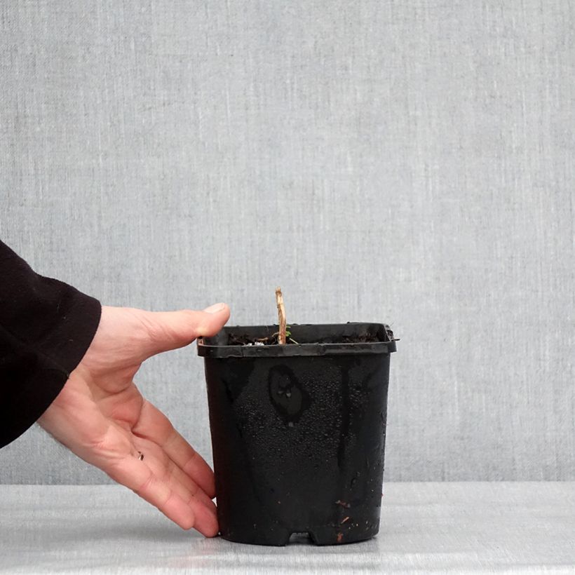 Hosta Frosted Mouse Ears Maceta 1,5L/2L Ejemplar entregado en invierno