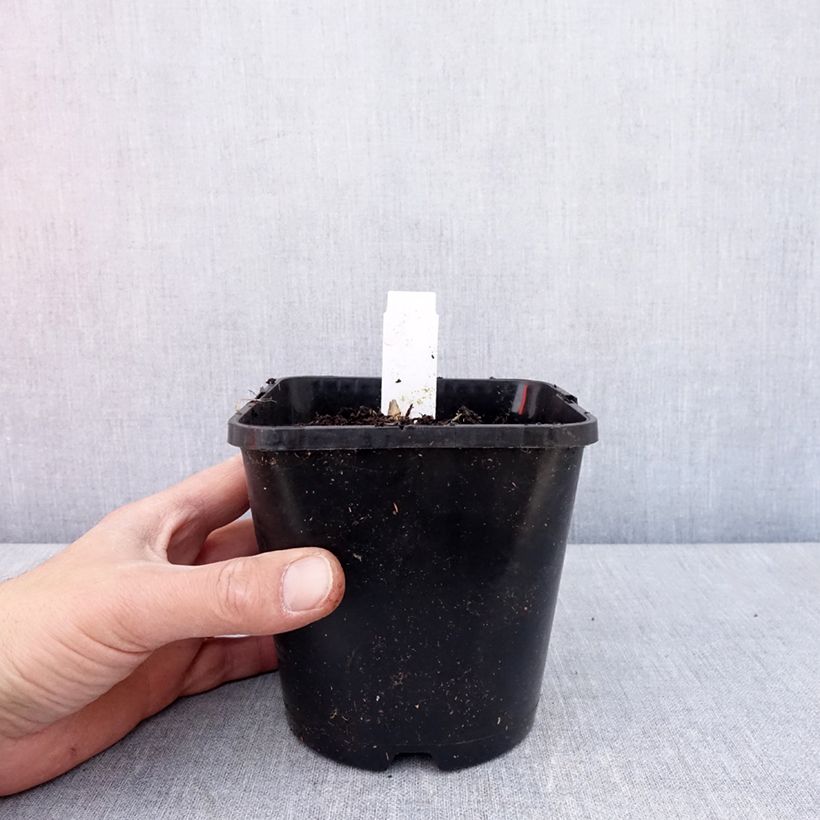 Hosta Frosted Mouse Ears Maceta 1,5L/2L Ejemplar entregado en la primavera