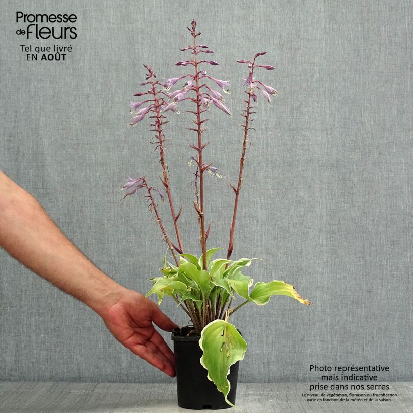 Ejemplar de Hosta Frosted Raspberry Maceta 1,5L/2L entregado en verano