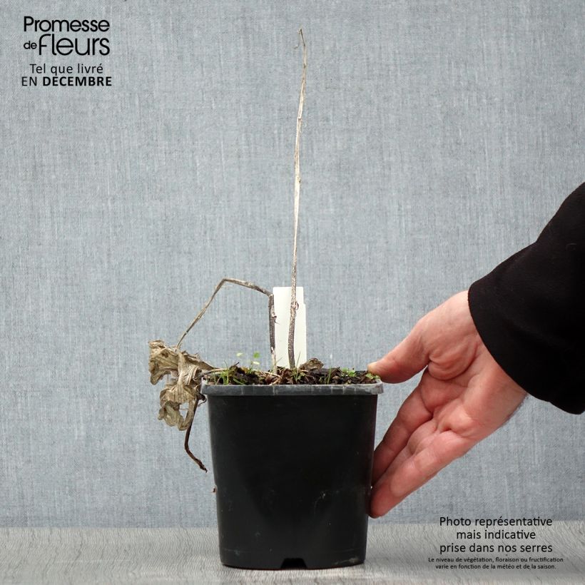 Hosta Frosted Raspberry Maceta 1,5L/2L Ejemplar entregado en invierno