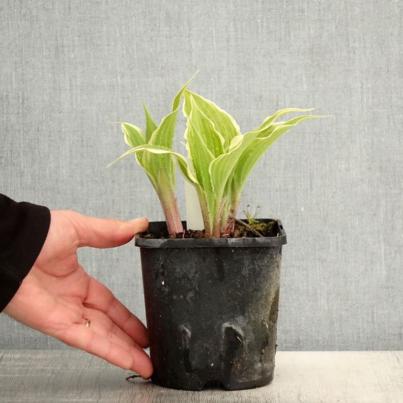 Hosta Frosted Raspberry Maceta 1,5L/2L Ejemplar entregado en la primavera