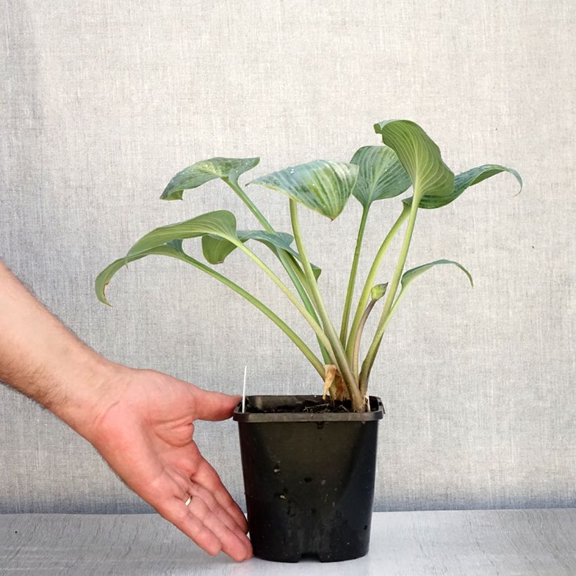 Ejemplar de Hosta Goldbrook Glimmer Maceta 1,5L/2L entregado en verano