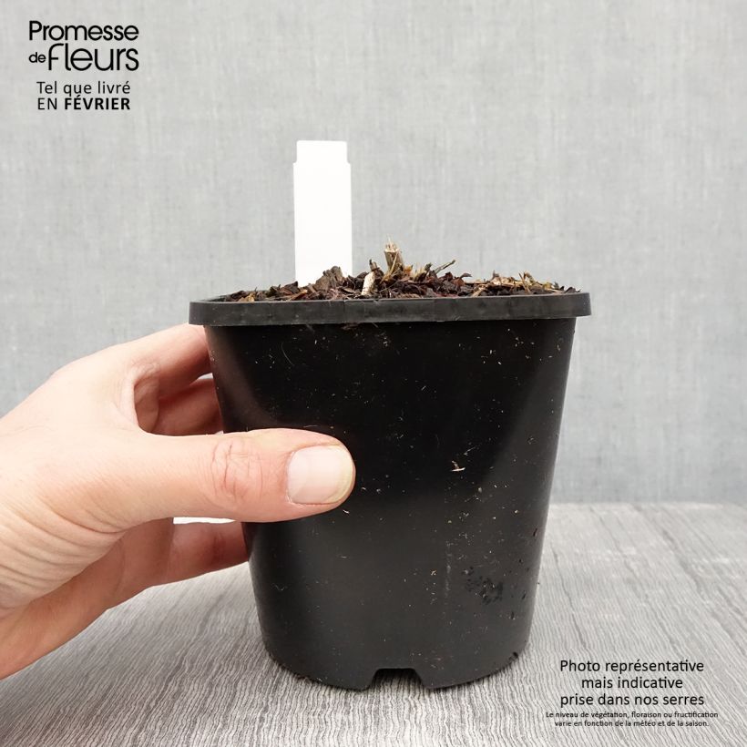 Hosta Goldbrook Glimmer Maceta 1,5L/2L Ejemplar entregado en invierno