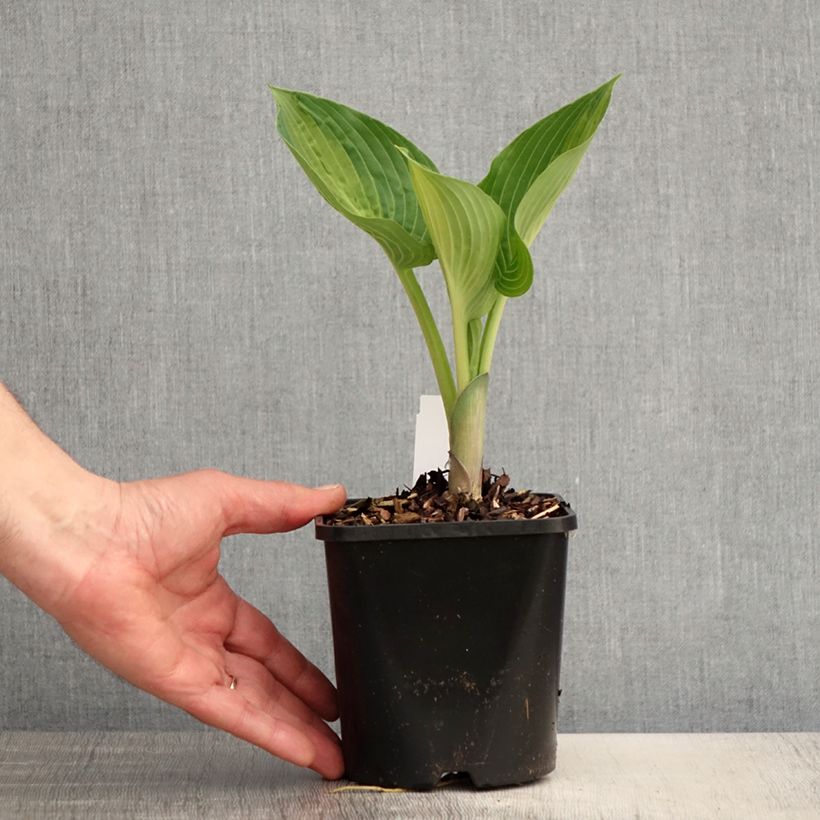 Hosta Goldbrook Glimmer Maceta 1,5L/2L Ejemplar entregado en la primavera