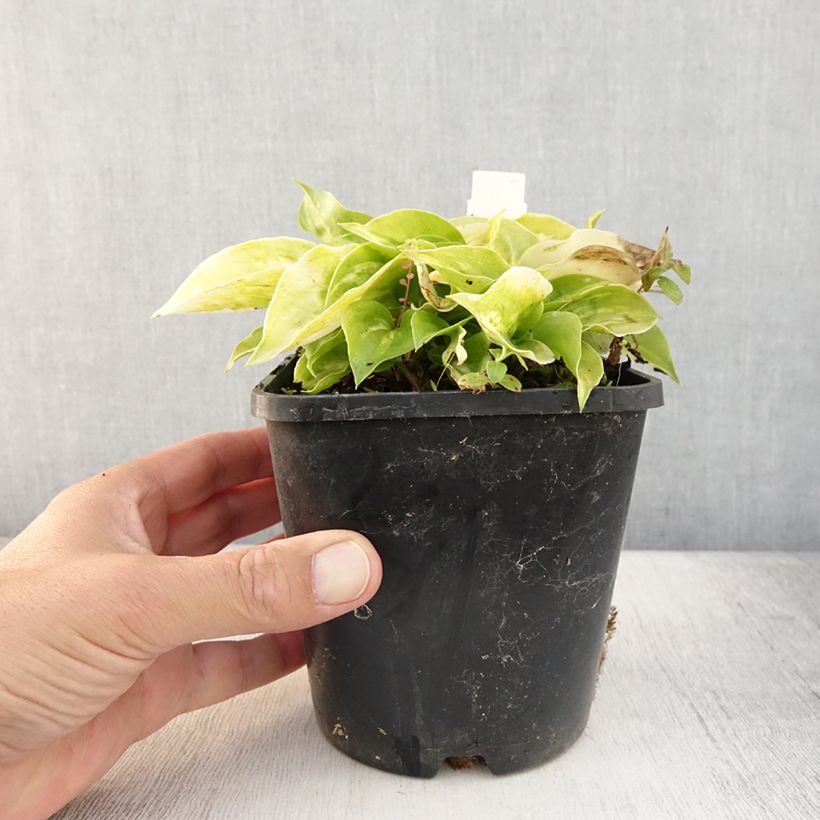 Ejemplar de Hosta Golden Needles Maceta 1,5L/2L entregado en verano