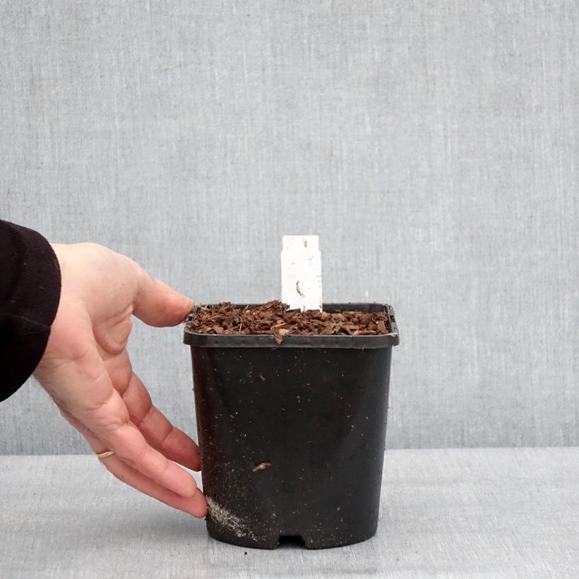 Hosta Golden Needles Maceta 1,5L/2L Ejemplar entregado en invierno