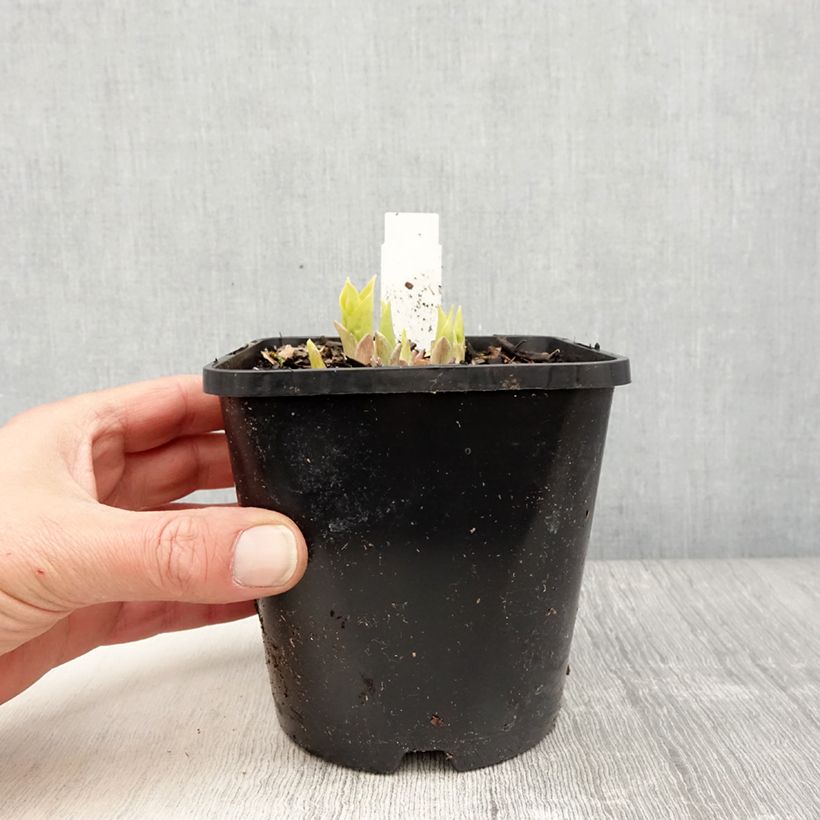 Hosta Golden Needles Maceta 1,5L/2L Ejemplar entregado en la primavera