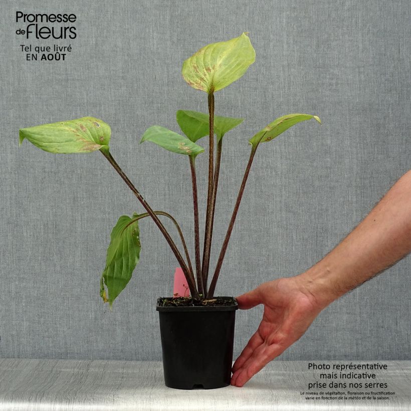 Ejemplar de Hosta Gooseberry Sundae Maceta 1,5L/2L entregado en verano