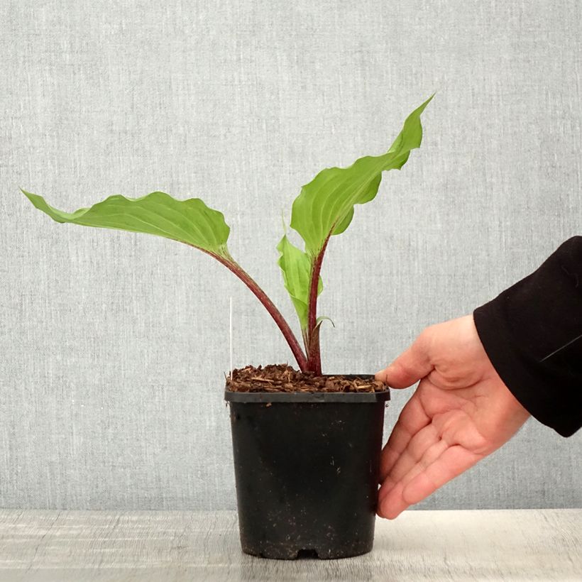 Hosta Gooseberry Sundae Maceta 1,5L/2L Ejemplar entregado en la primavera