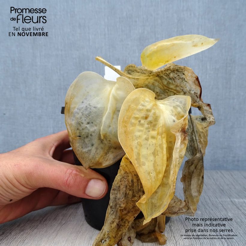 Ejemplar de Hosta Great Expectations Maceta 1,5L/2L entregado en otoño