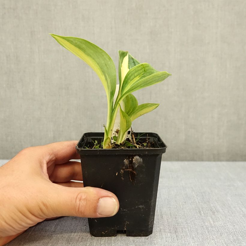 Ejemplar de Hosta Great Expectations Maceta de 8/9 cm entregado en verano