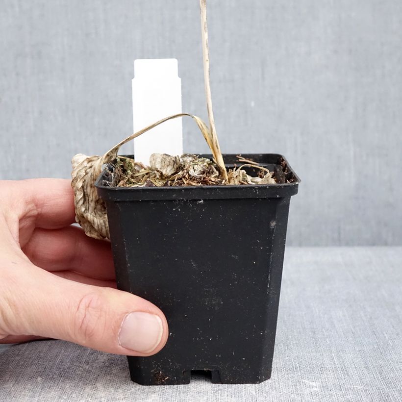 Hosta Great Expectations Maceta de 8/9 cm Ejemplar entregado en invierno