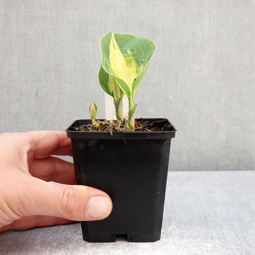 Hosta Great Expectations Maceta de 8/9 cm Ejemplar entregado en la primavera