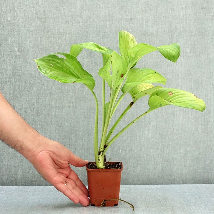 Ejemplar de Hosta Guacamole Maceta de 8/9 cm entregado en verano