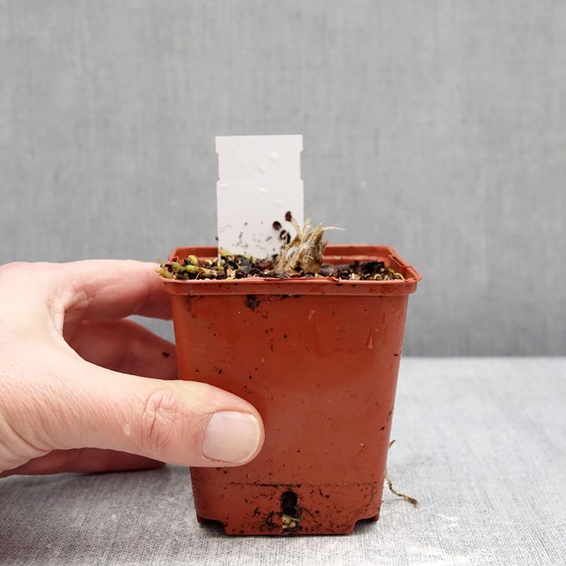 Hosta Guacamole Maceta de 8/9 cm Ejemplar entregado en invierno