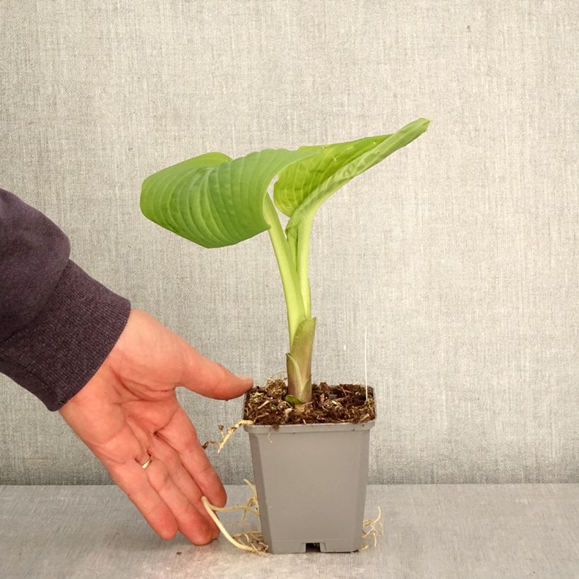 Hosta Guacamole Maceta de 8/9 cm Ejemplar entregado en la primavera