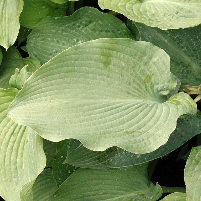 Hosta Guardian Angel (Follaje)